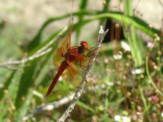 Red Dragonfly