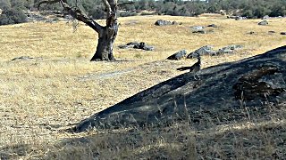 Roadrunner posing for the camera