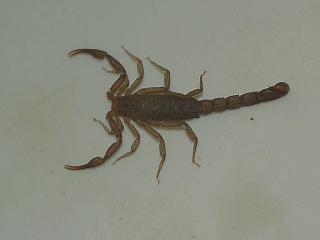 Scorpion in bathtup
