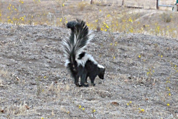 Spray end of skunk.