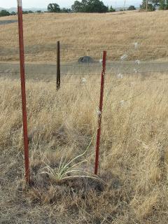 Soap Plant used by Native Americans