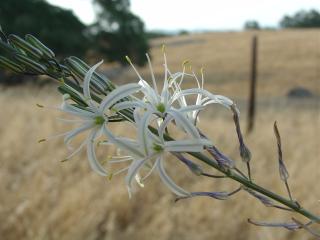 Soap Plant blossom