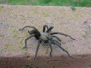 Tarantula on wall