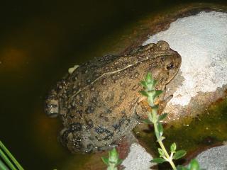 Large toad