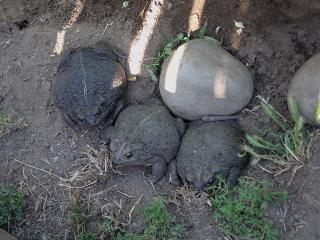 4 large toads