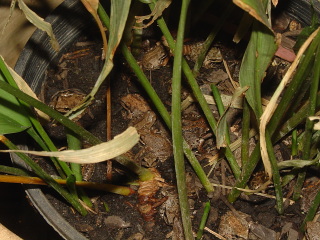 Tree frogs in with a potted plant.