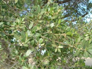 Valley Oak leaves?