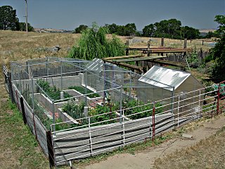 Overhead view of enclosed vegetable garden