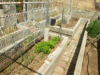 Vegetable garden in May 20, 2020