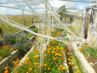 Neglected vegetable garden in March 29, 2020