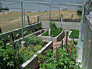 Looking at vegetable garden from one corner