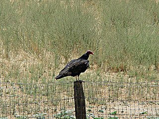 Vulture on fence post