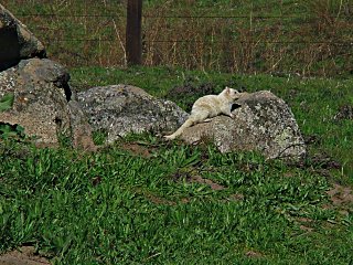 Albino ground squirrel