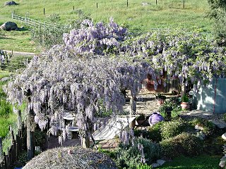 Wisteria in full bloom in Spring, 2011