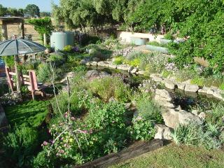 Overhead view of pond garden