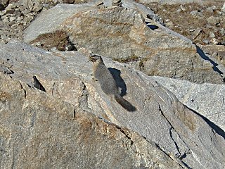 Marmot near May Lake