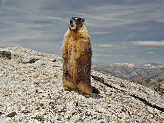 The marmot in his alert position