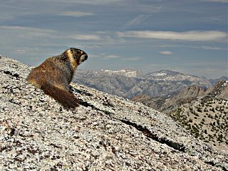 Profile view of marmot on top of Mt. Hoffman