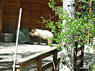 A very light colored bear checking out a trash can next to a cabin near June Lake.