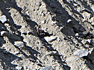 A ram bighorn sheep near road just east of Warren Canyon.