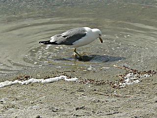 Sea gull harvesting brine shrimp at edge of Mono Lake.